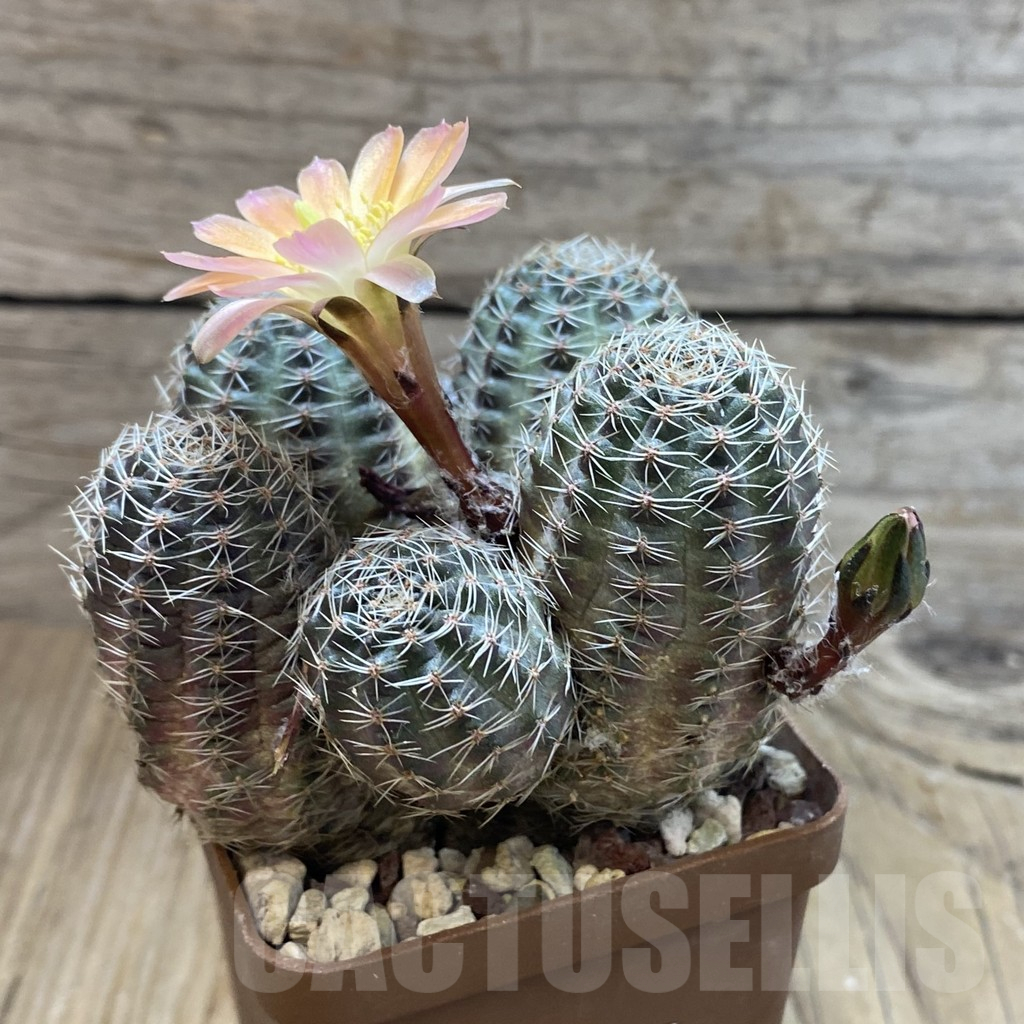 SH11184 Rebutia pygmaea, old 10 years - Image 2