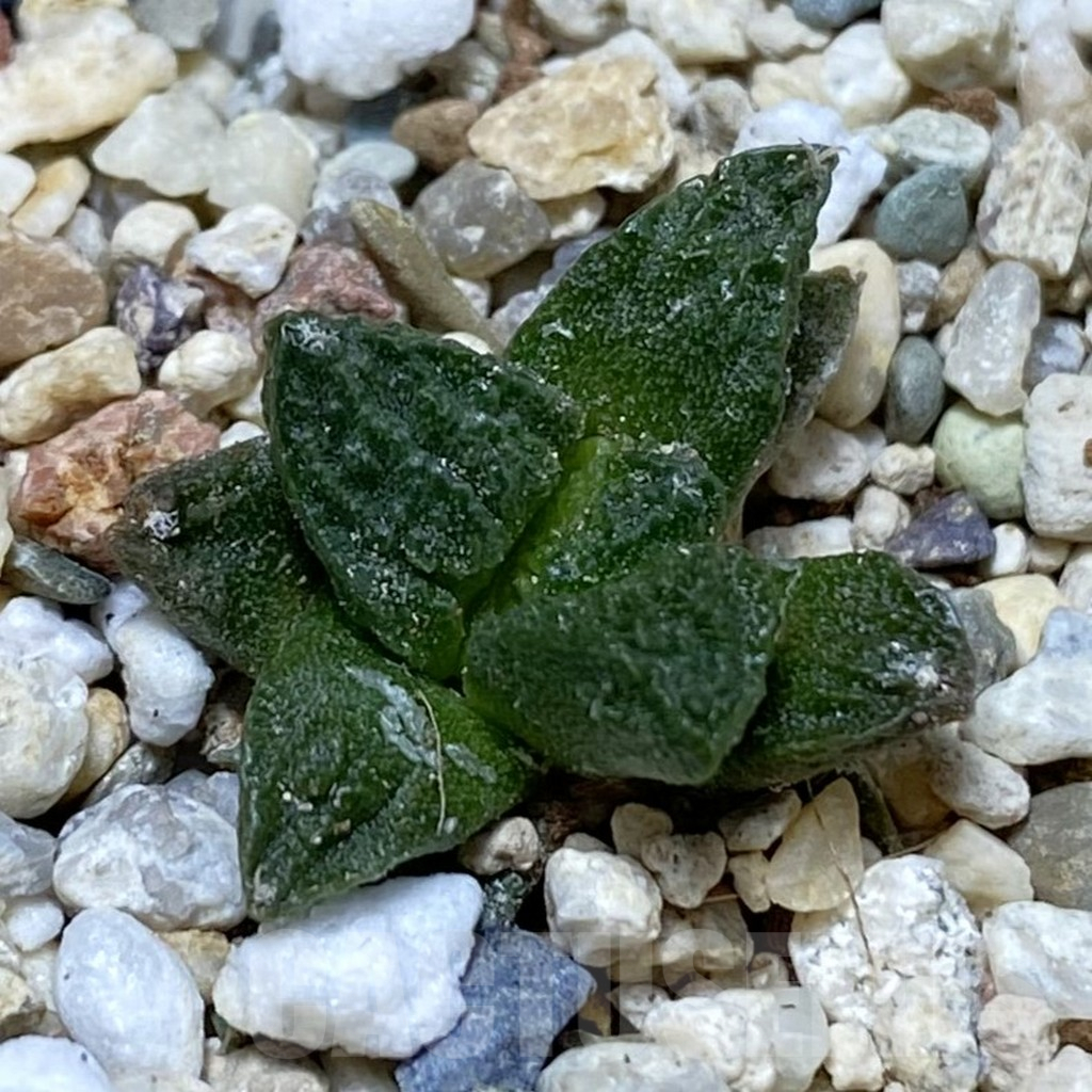 SH11189 Ariocarpus fissuratus VZD 341
