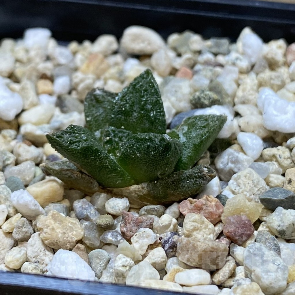 SH11189 Ariocarpus fissuratus VZD 341 - Image 2