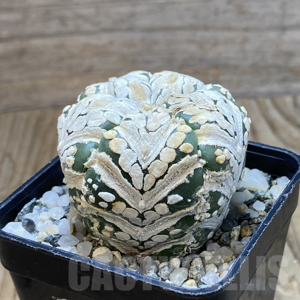 SH11198 Astrophytum asterias ‘Super Kabuto’ V-Type, 5-ribs - Image 2