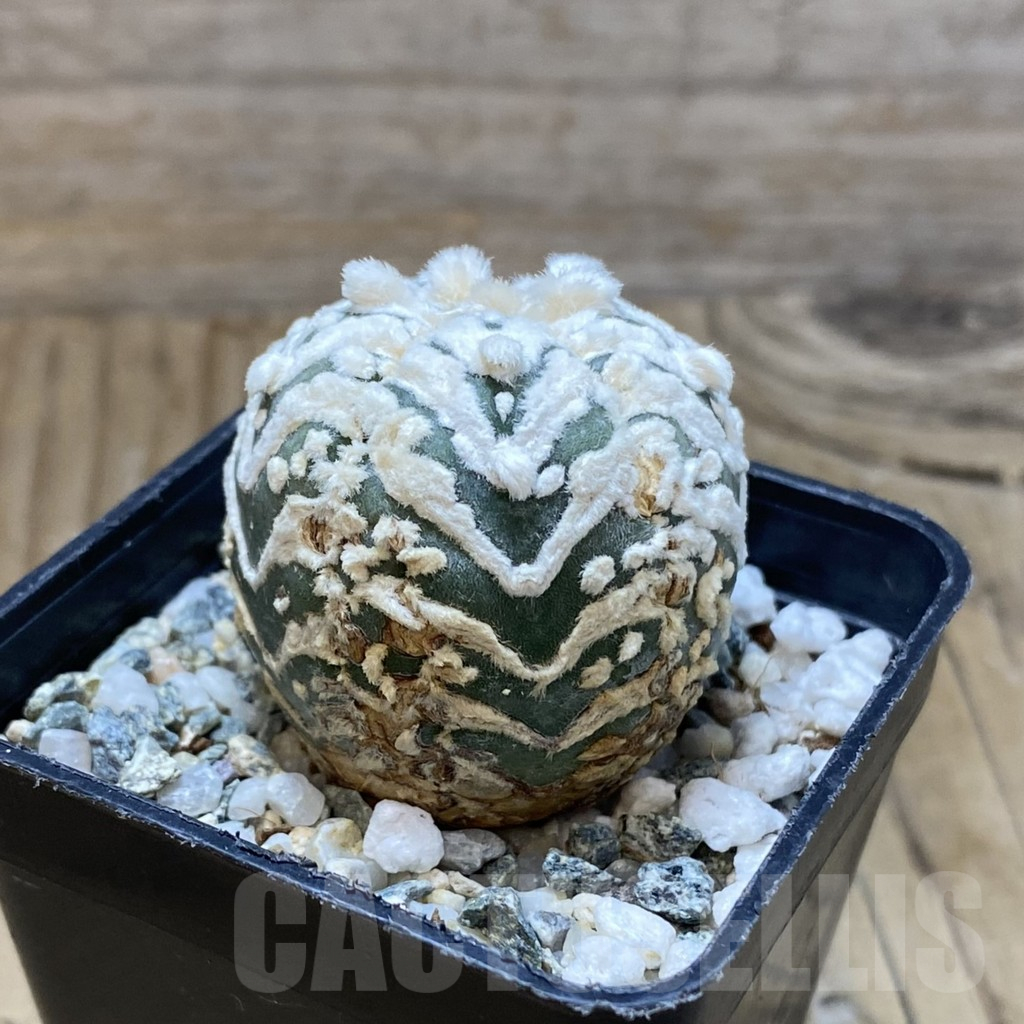 SH11199 Astrophytum asterias ‘Super Kabuto’ V-Type, 5-ribs - Image 2