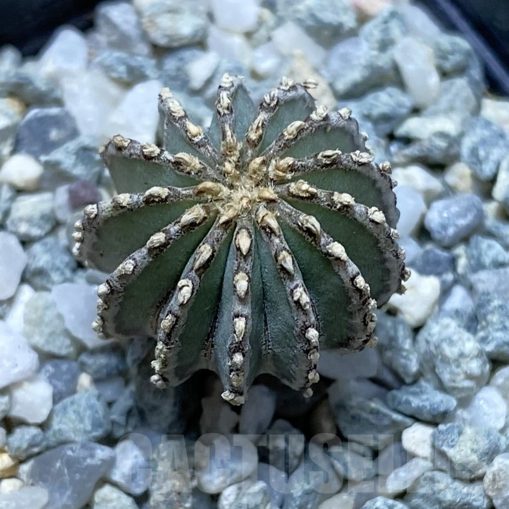 SH11153 Geohintonia neomexicana