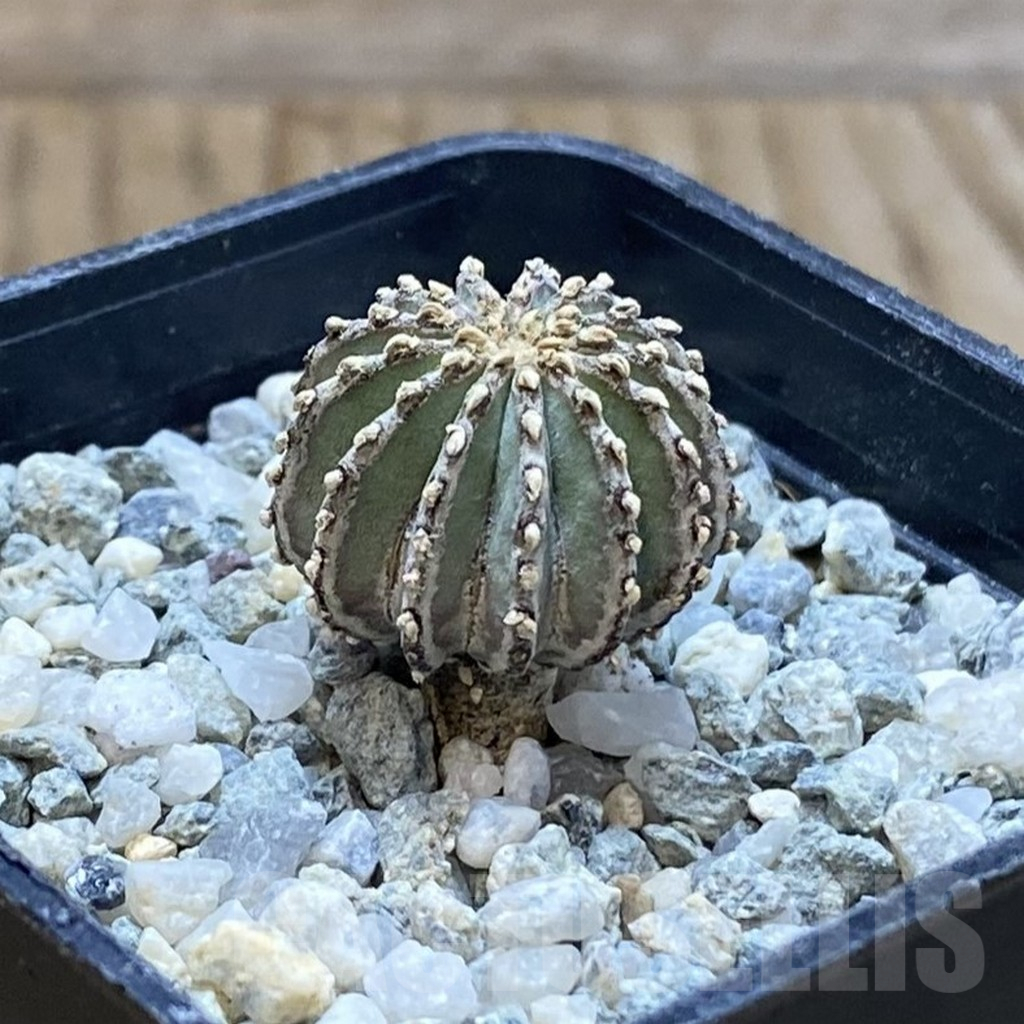 SH11153 Geohintonia neomexicana - Image 2