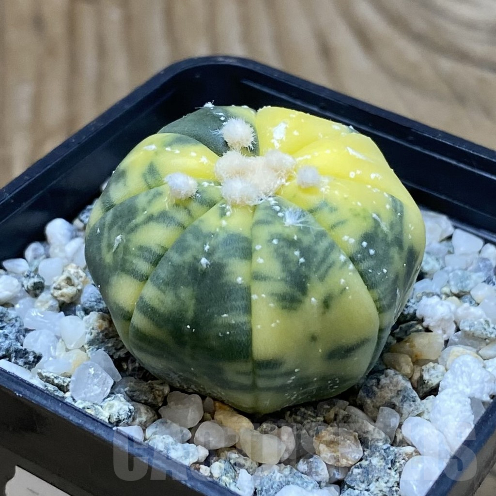 SH11210 Astrophytum asterias f. variegata - Image 2