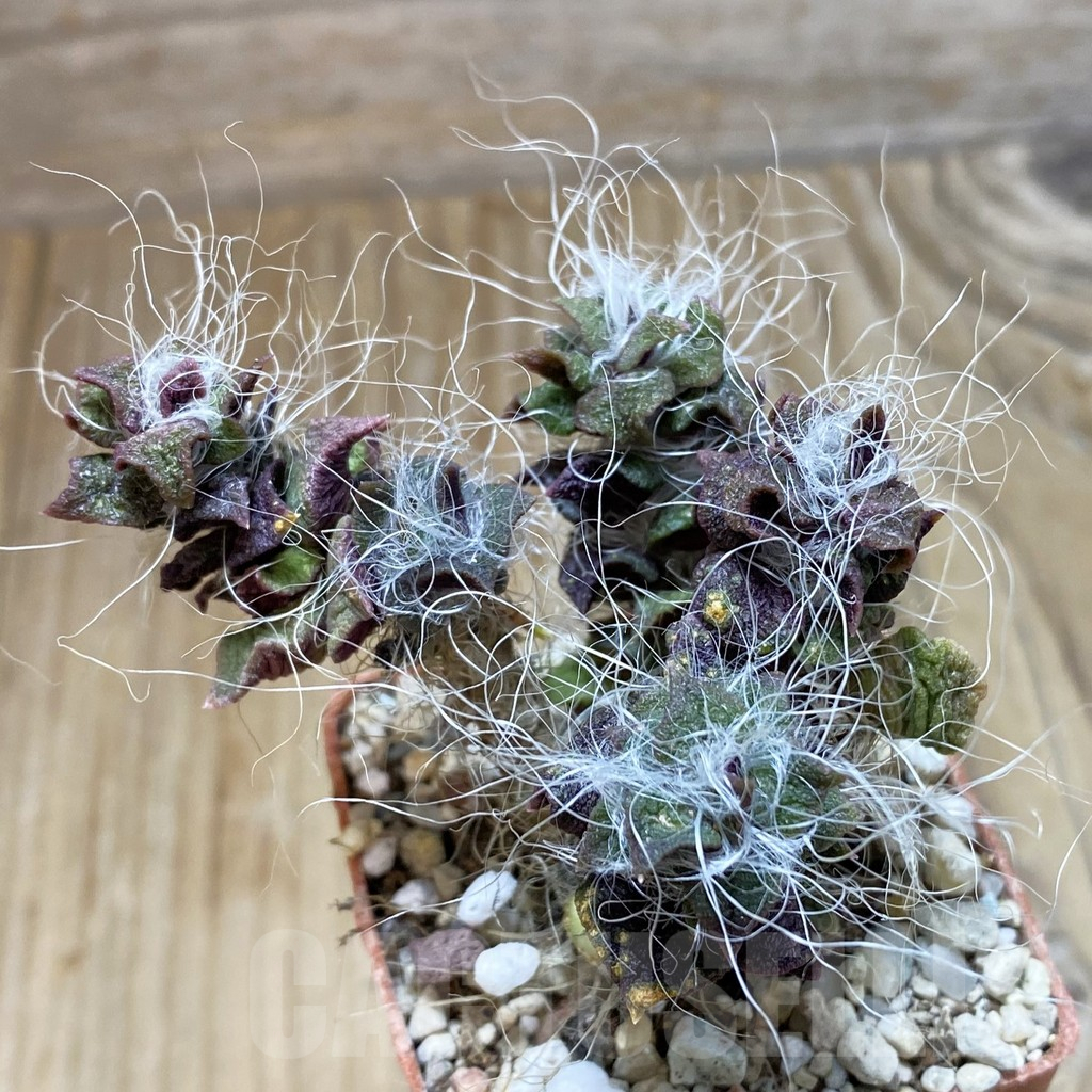 SH11148 Anacampseros rufescens