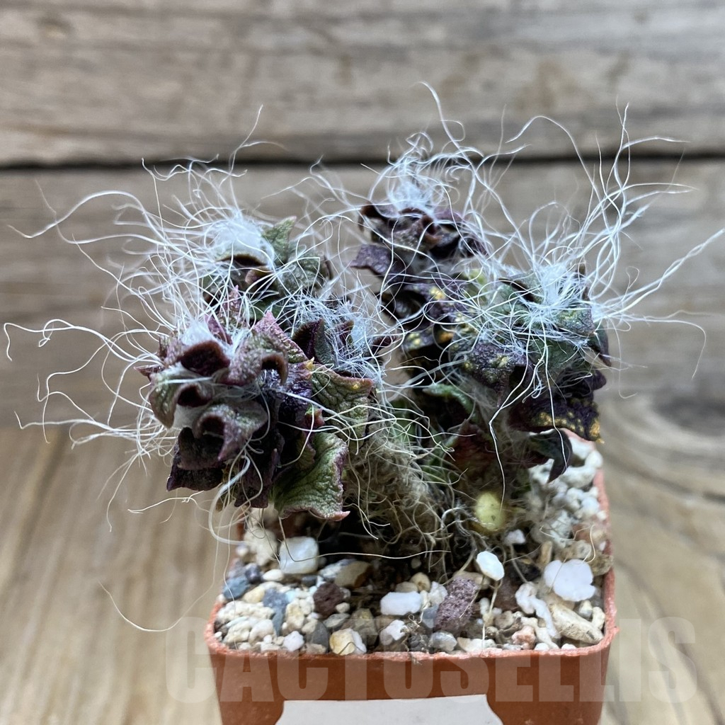 SH11148 Anacampseros rufescens - Image 2