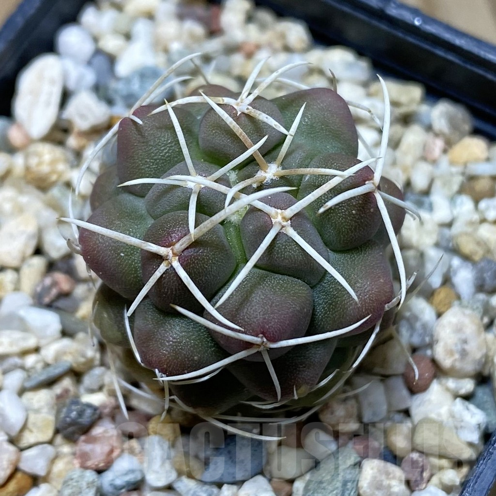 SH11173 Thelocactus hexaedrophorus ssp. francii MZ 151