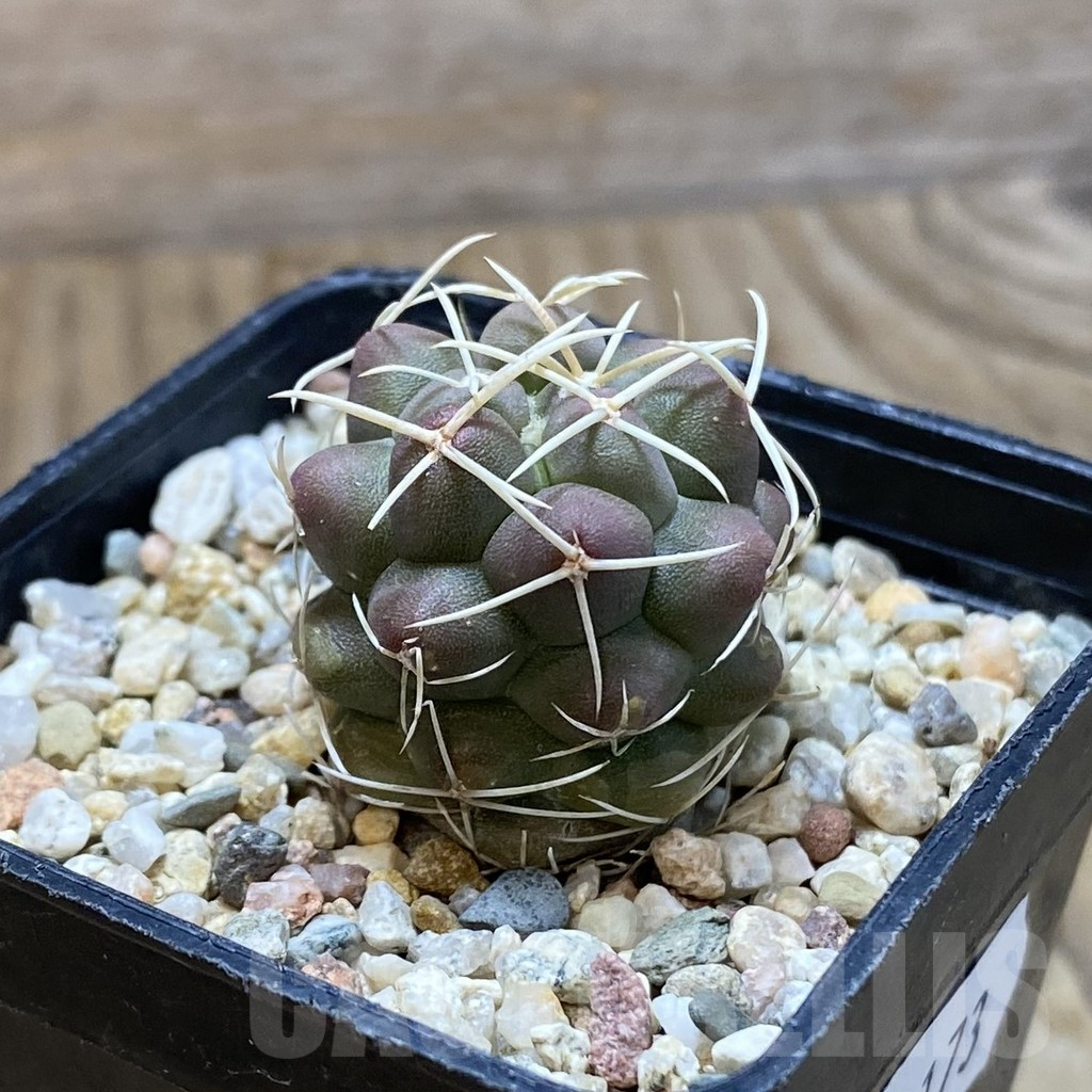 SH11173 Thelocactus hexaedrophorus ssp. francii MZ 151 - Image 2