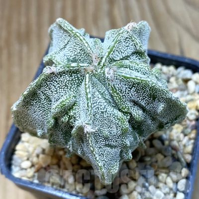SH11150 Astrophytum myriostigma ‘Fukuryu’