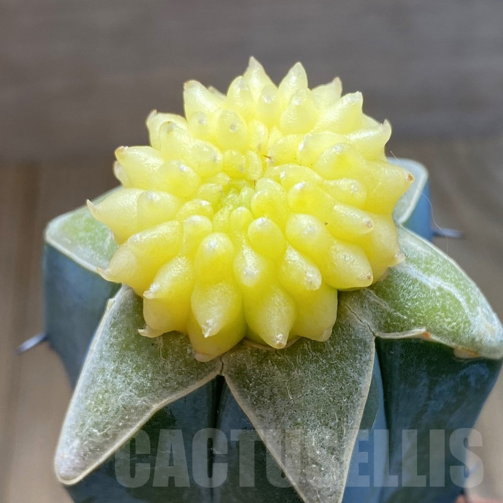 SH11175 Gymnocalycium mihanovichii 'inermis' f. variegata, grafted