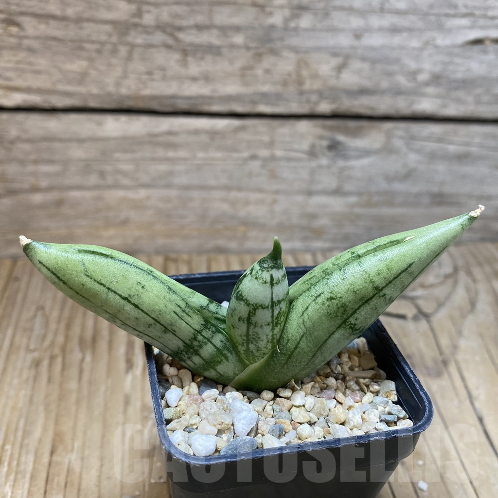 SH11180 Sansevieria 'Meedee' - Image 2