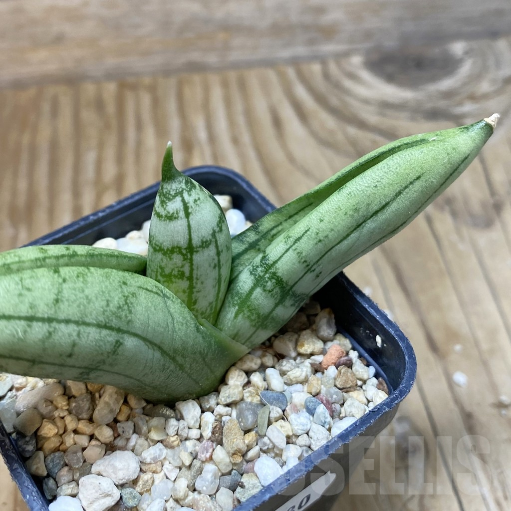 SH11180 Sansevieria 'Meedee'