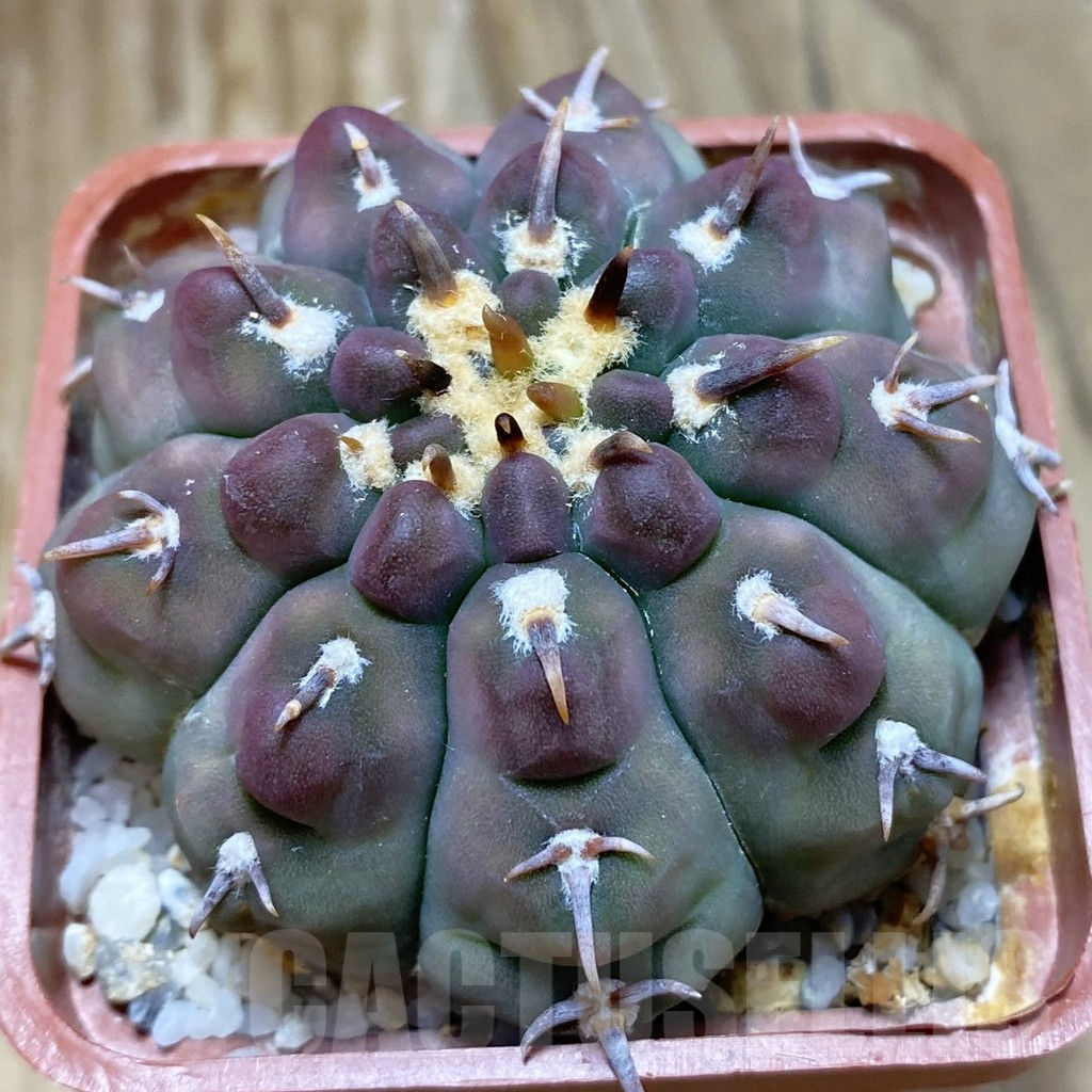 SH11277 Gymnocalycium vatteri v. unguispinum