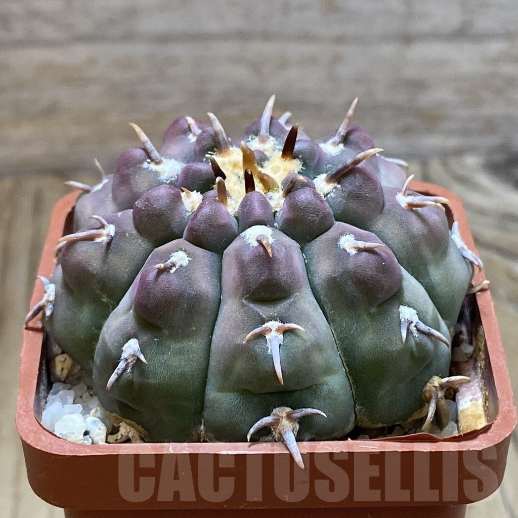 SH11277 Gymnocalycium vatteri v. unguispinum - Image 2