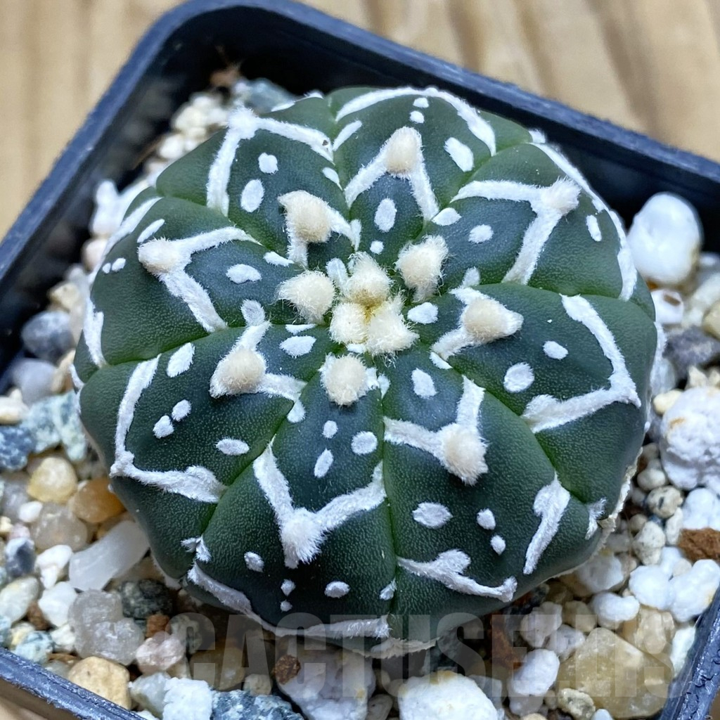 SH11317 Astrophytum asterias 'Super Kabuto' V-type f. nudum