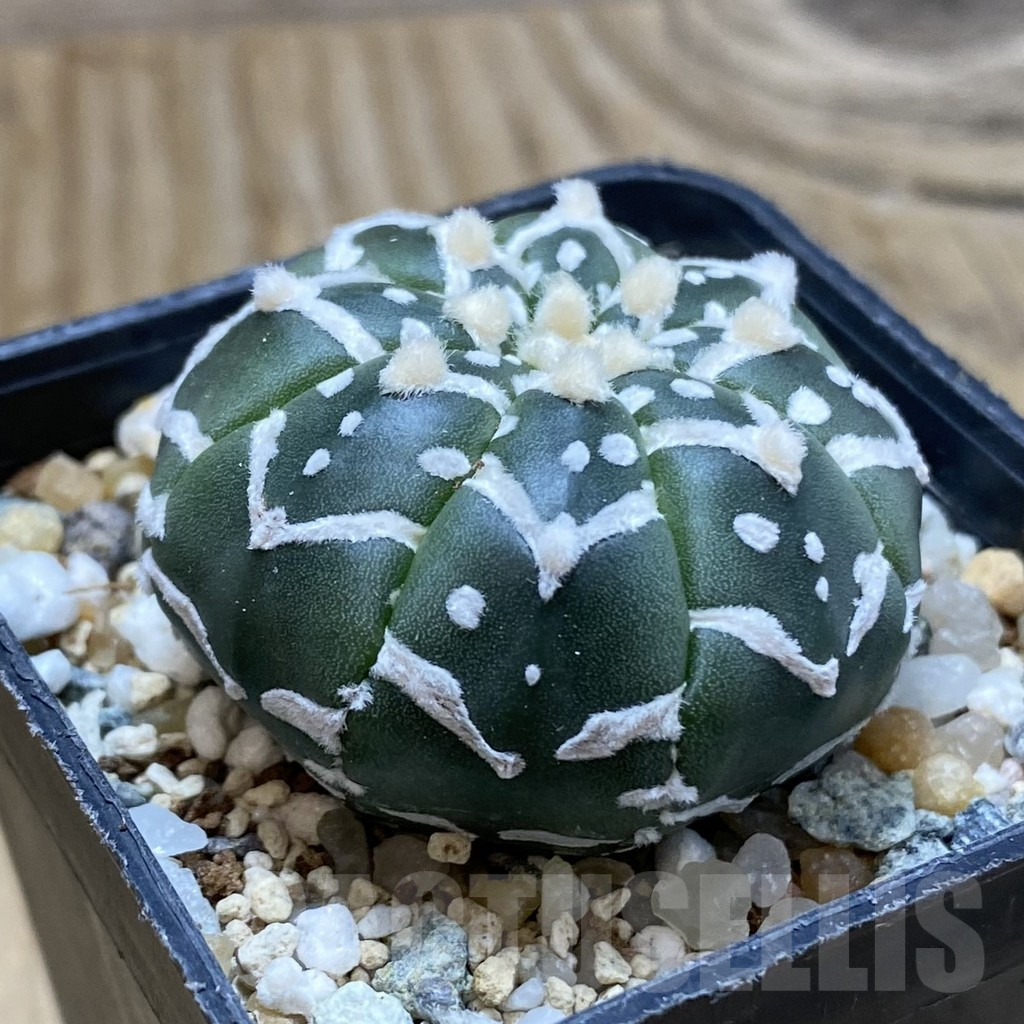 SH11317 Astrophytum asterias 'Super Kabuto' V-type f. nudum - Image 2