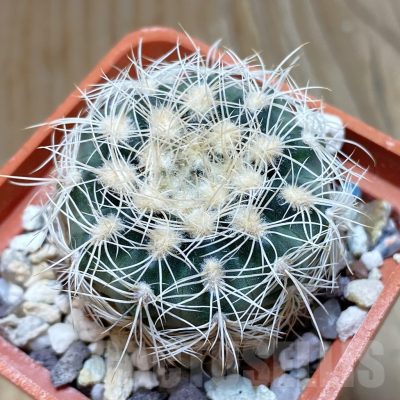 SH11278 Gymnocalycium bruchii v. albispinum