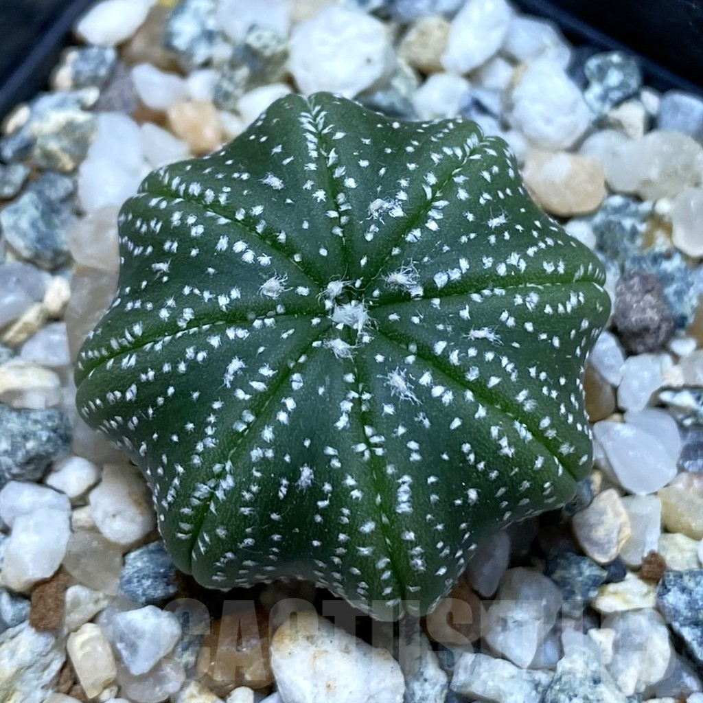 SH11323 Astrophytum asterias ‘Star Shape’