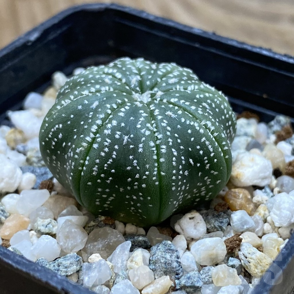 SH11323 Astrophytum asterias ‘Star Shape’ - Image 2