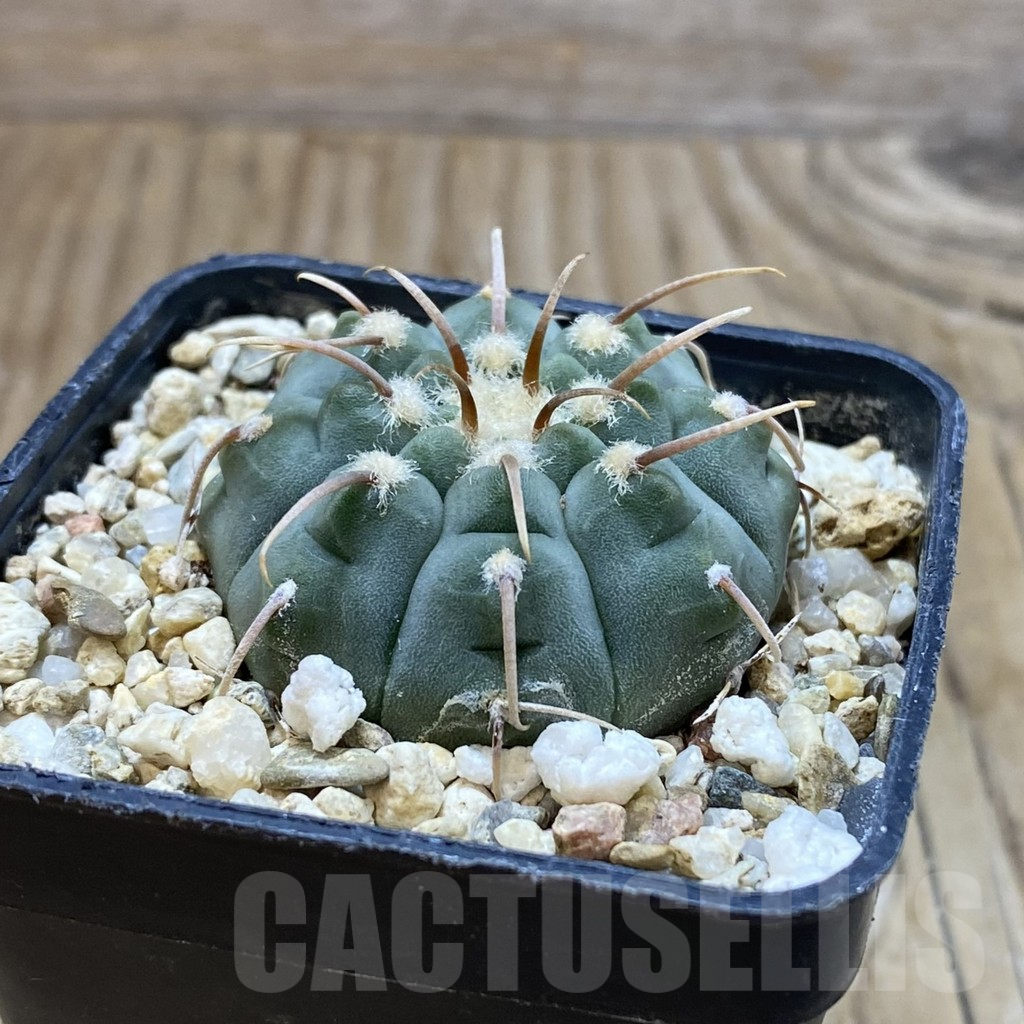 SH11329 Gymnocalycium vatteri select form - Image 2