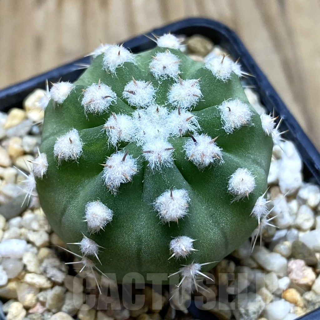 SH11331 Echinopsis subdenudata hybrid