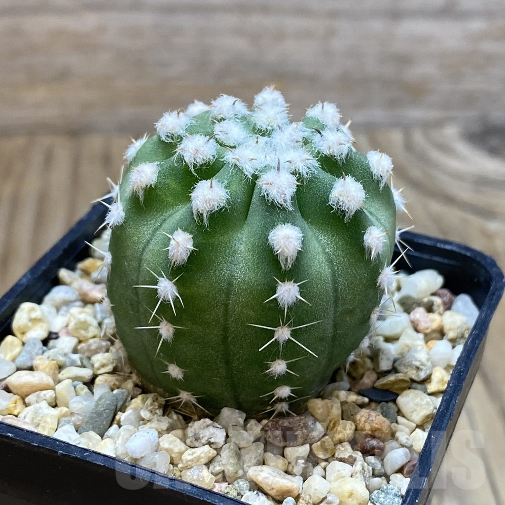 SH11331 Echinopsis subdenudata hybrid - Image 2