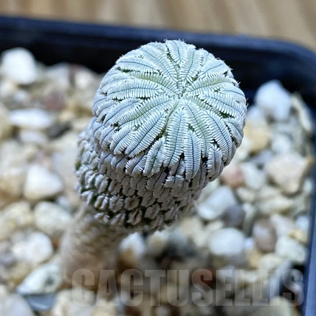 SH11332 Pelecyphora aselliformis RS 550, own roots