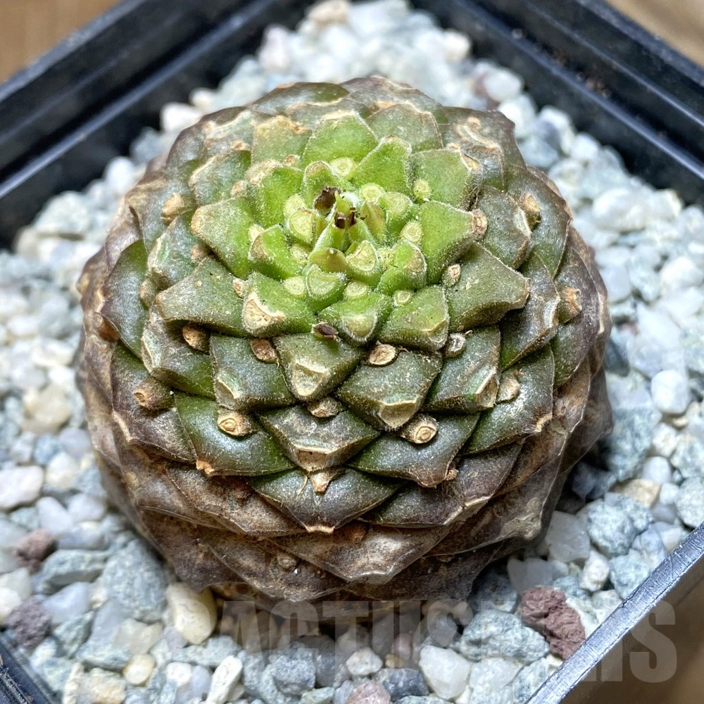 SH11274 Euphorbia bupleurifolia