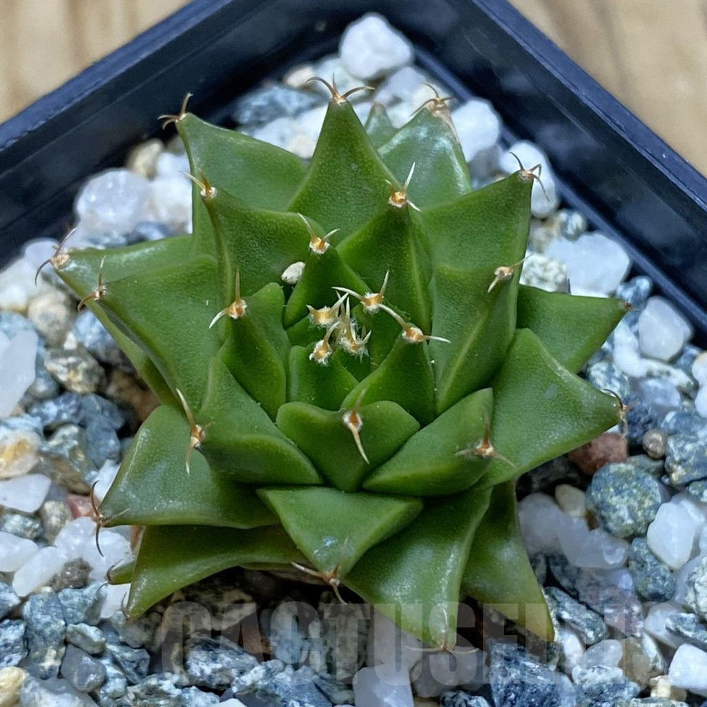 SH11341 Obregonia denigrii