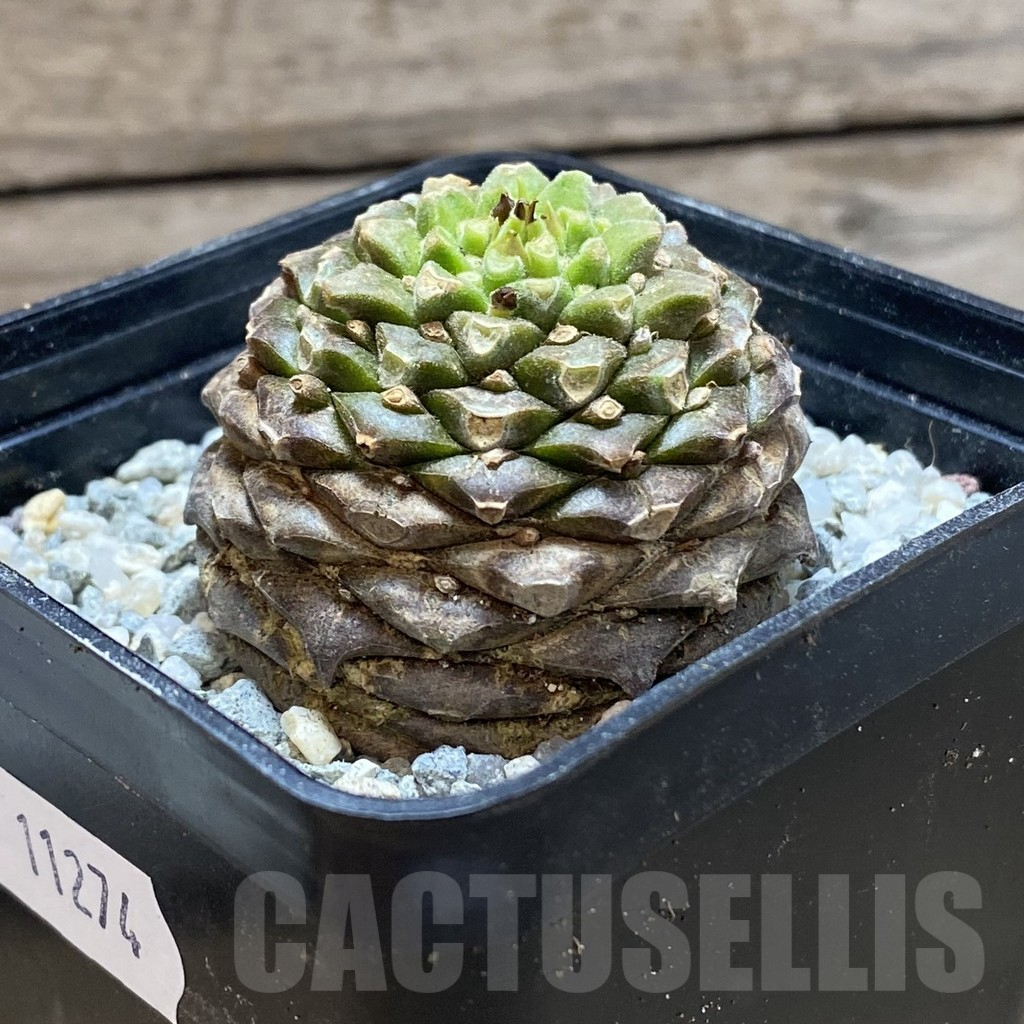 SH11274 Euphorbia bupleurifolia - Image 2