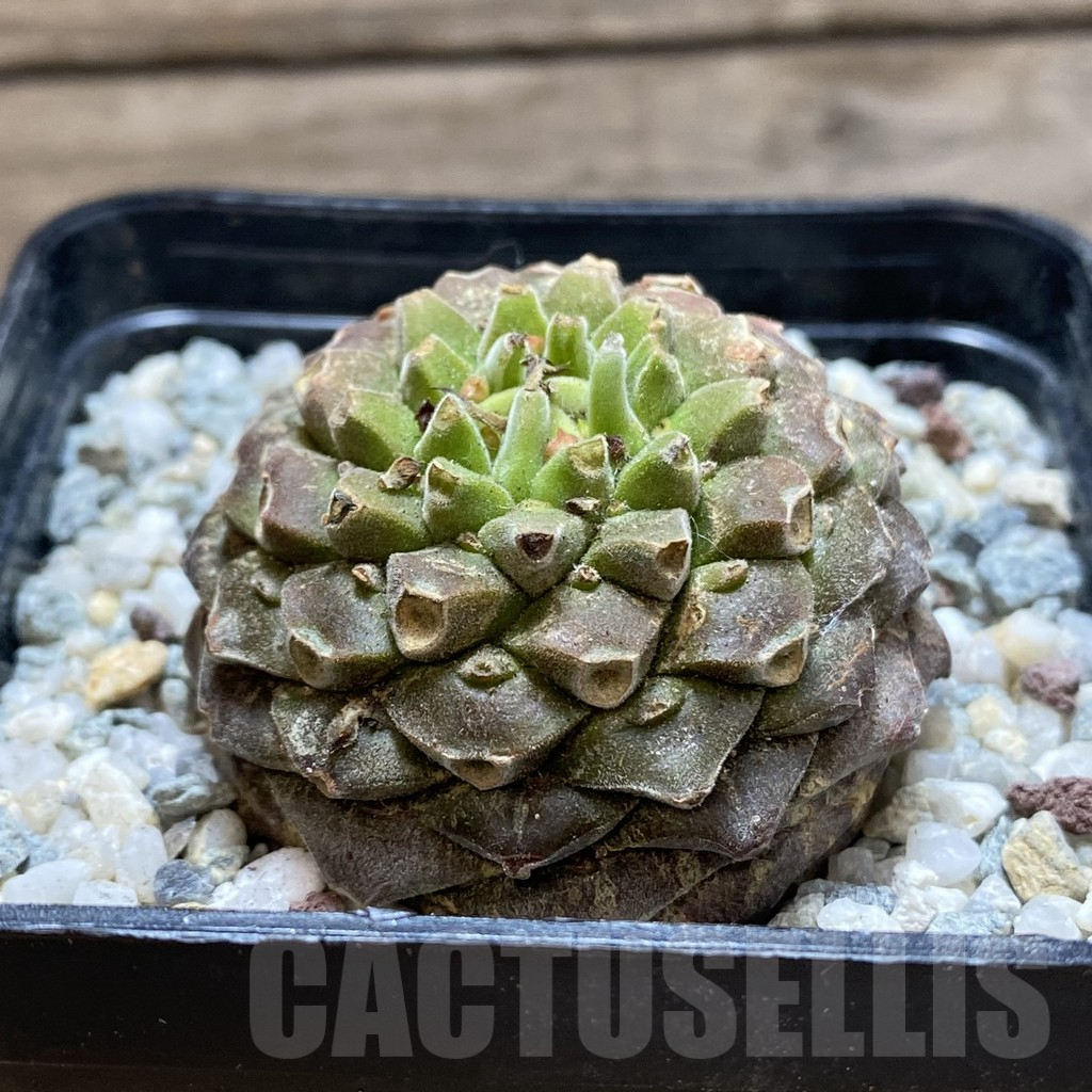 SH11275 Euphorbia bupleurifolia - Image 2