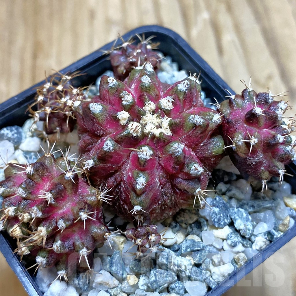 SH11295 Gymnocalycium mihanovichii 'T-Rex' hybrid, seedling