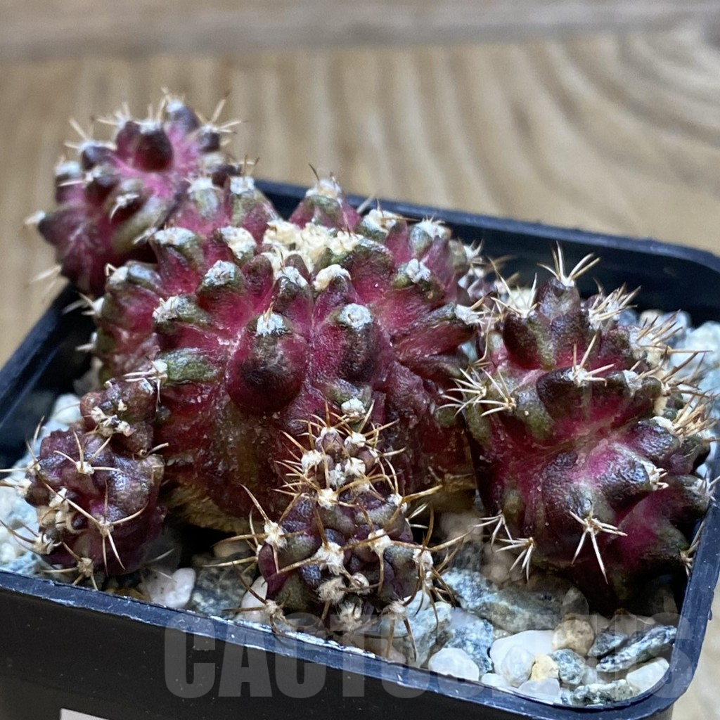 SH11295 Gymnocalycium mihanovichii 'T-Rex' hybrid, seedling - Image 2