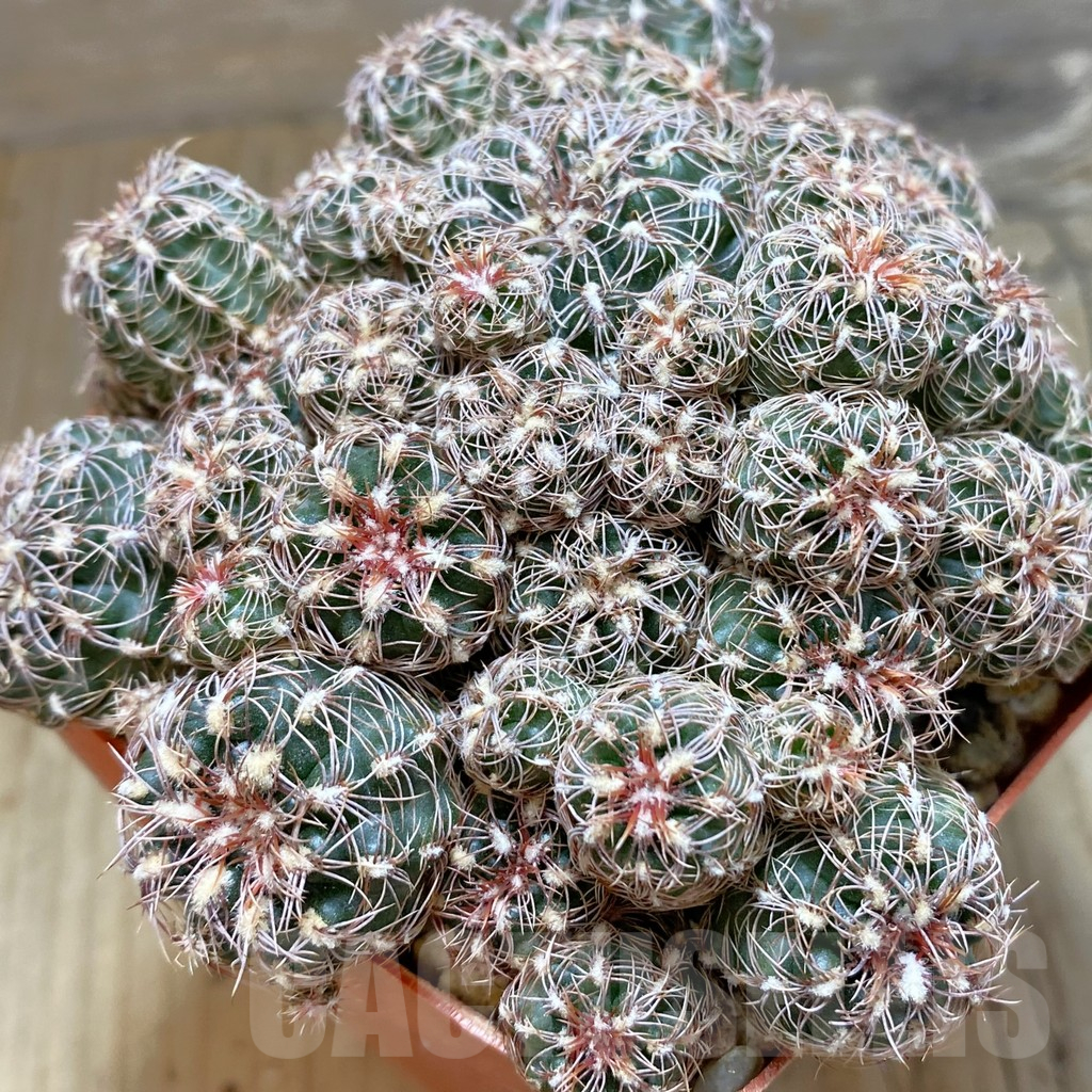 SH11276 Gymnocalycium bruchii v. hossei, old 10 years