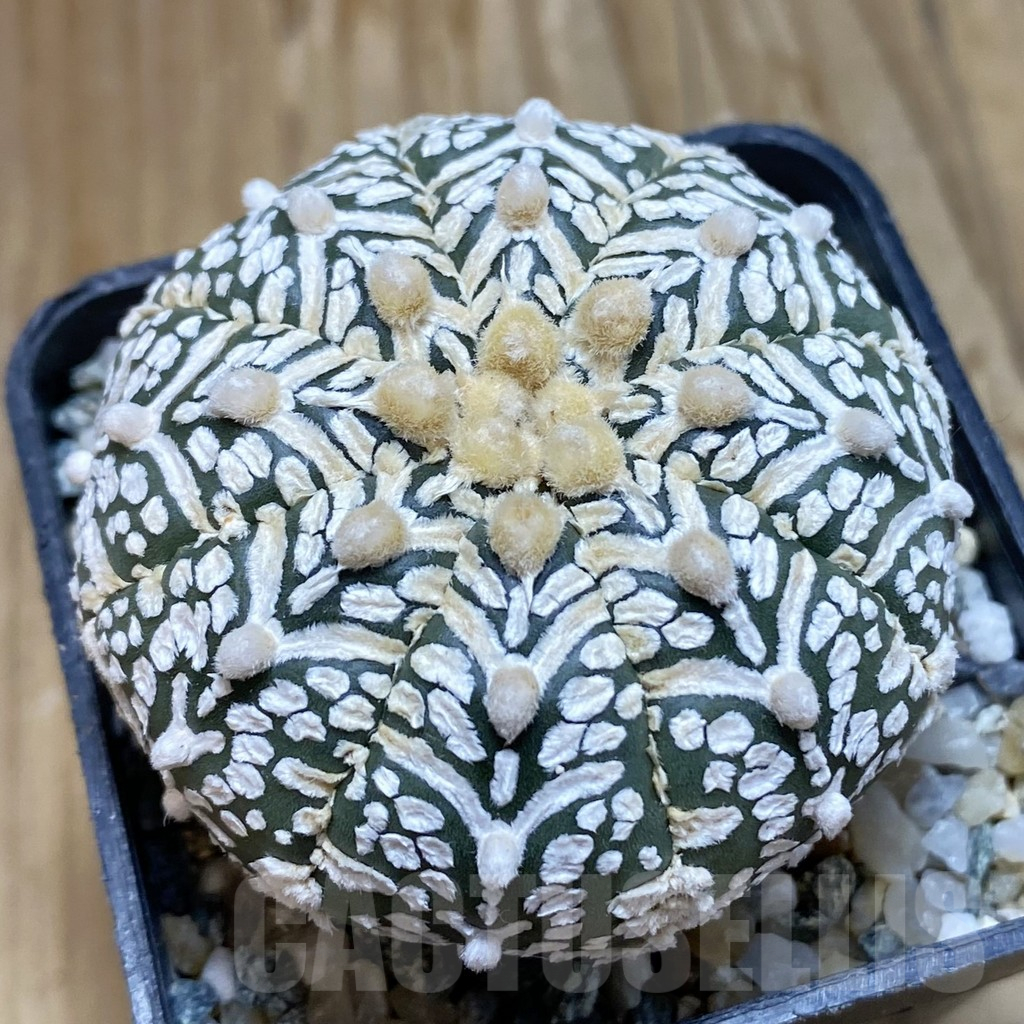 SH11302 Astrophytum asterias ‘Super Kabuto’ V-Type