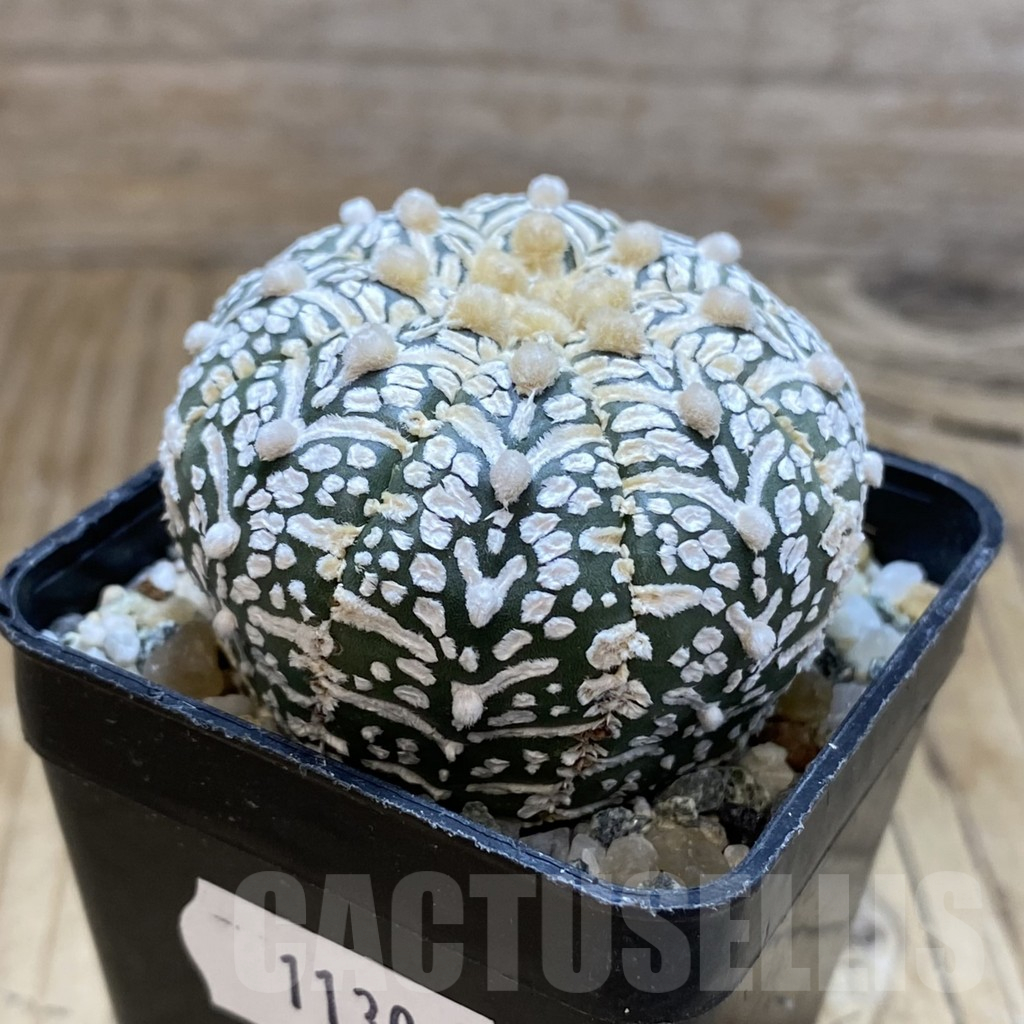 SH11302 Astrophytum asterias ‘Super Kabuto’ V-Type - Image 2