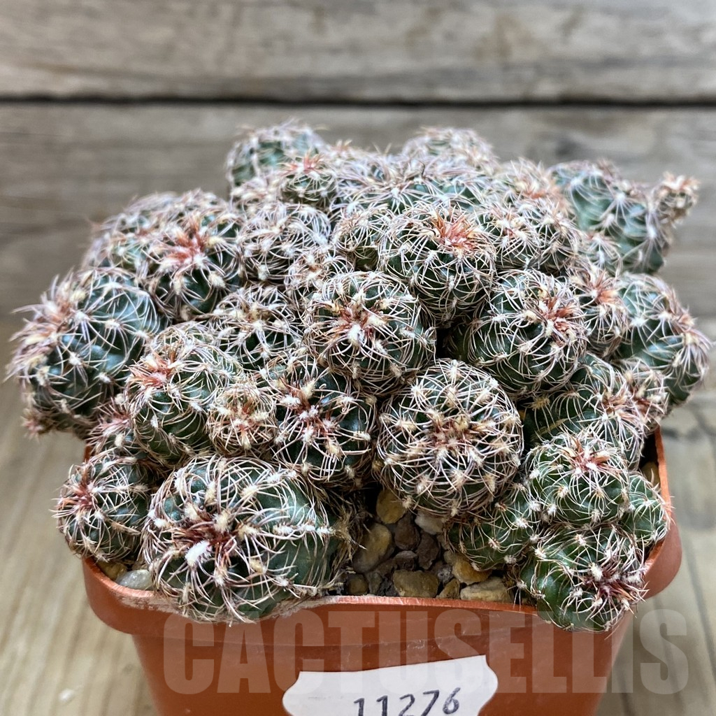 SH11276 Gymnocalycium bruchii v. hossei, old 10 years - Image 2
