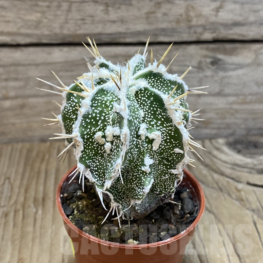 SH6162 Astrophytum ornatum ‘Dinosaur’ (Fukuryu Hannya) - Image 2