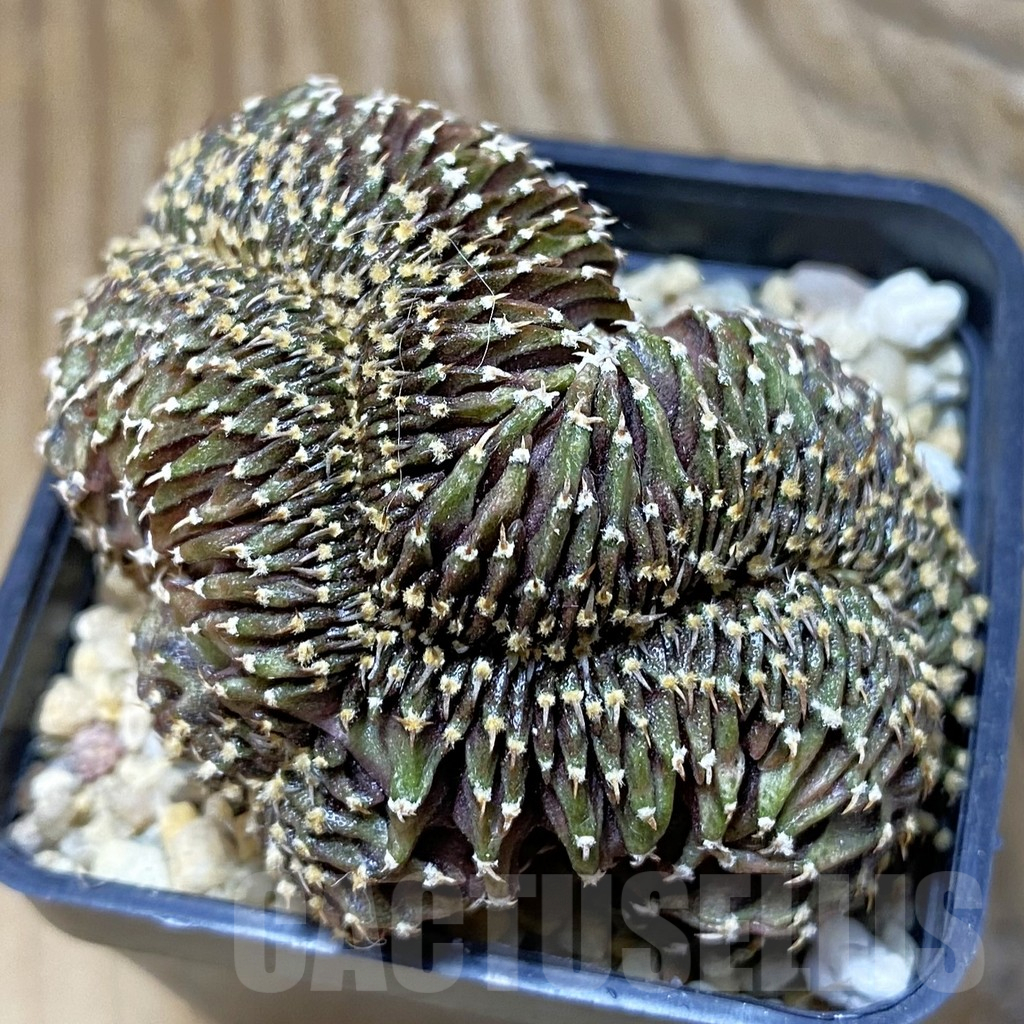 SH8391 Gymnocalycium friedrichii LB f. cristata