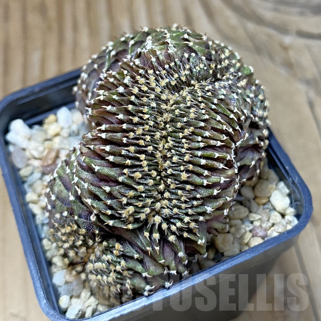 SH8391 Gymnocalycium friedrichii LB f. cristata - Image 2