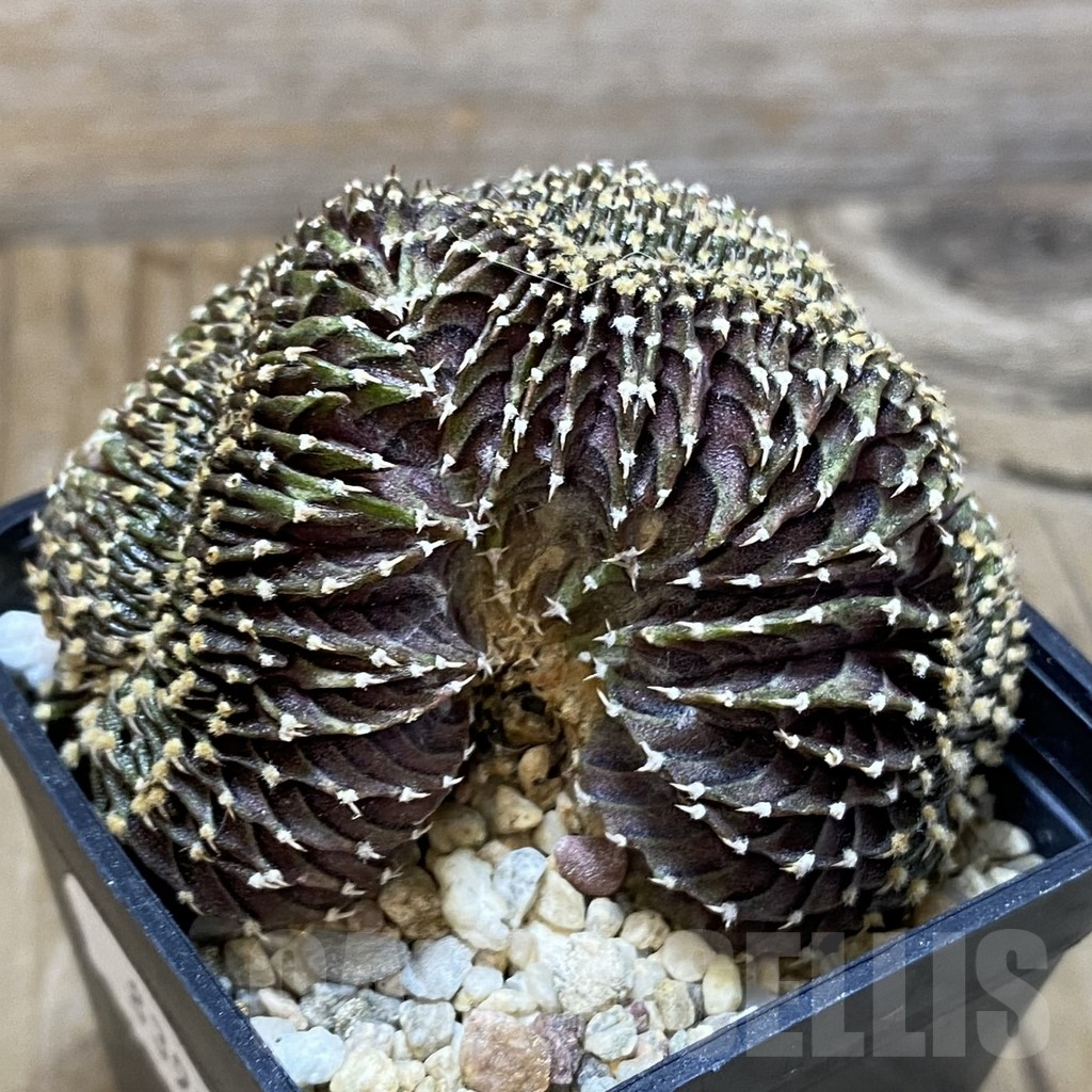 SH8391 Gymnocalycium friedrichii LB f. cristata - Image 3