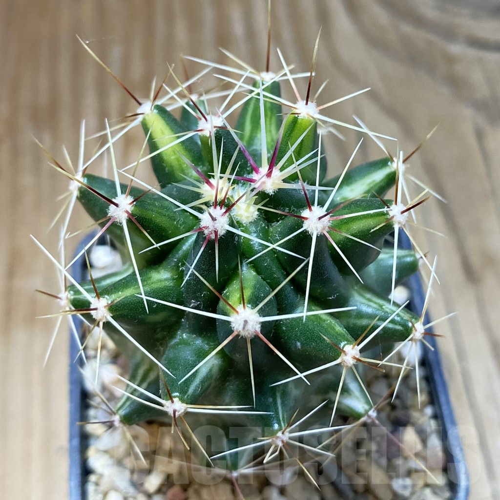 SH8594 Ferocactus hamatacanthus f. variegata