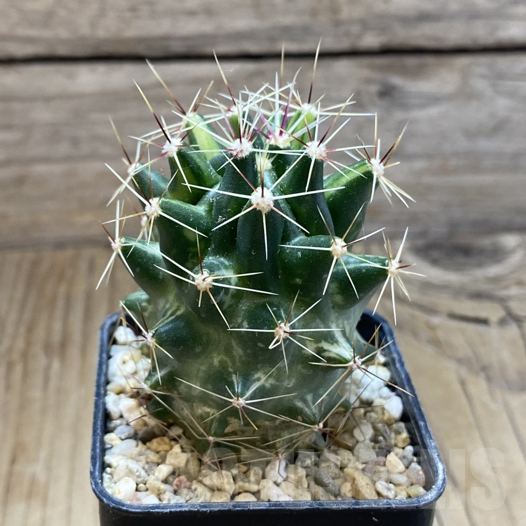 SH8594 Ferocactus hamatacanthus f. variegata - Image 2