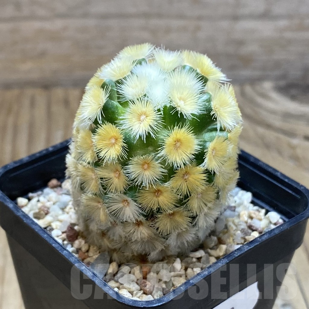 SH8899 Mammillaria carmenae ‘Buddha’, seedling - Image 2