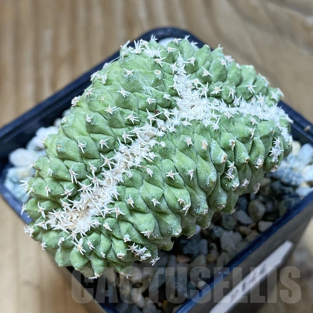 SH9144 Strombocactus disciformis f. cristata, grafted