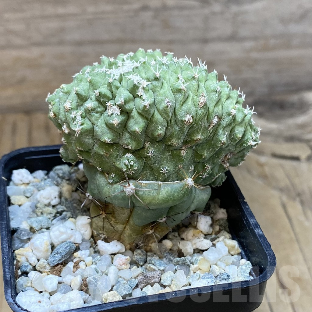 SH9144 Strombocactus disciformis f. cristata, grafted - Image 2