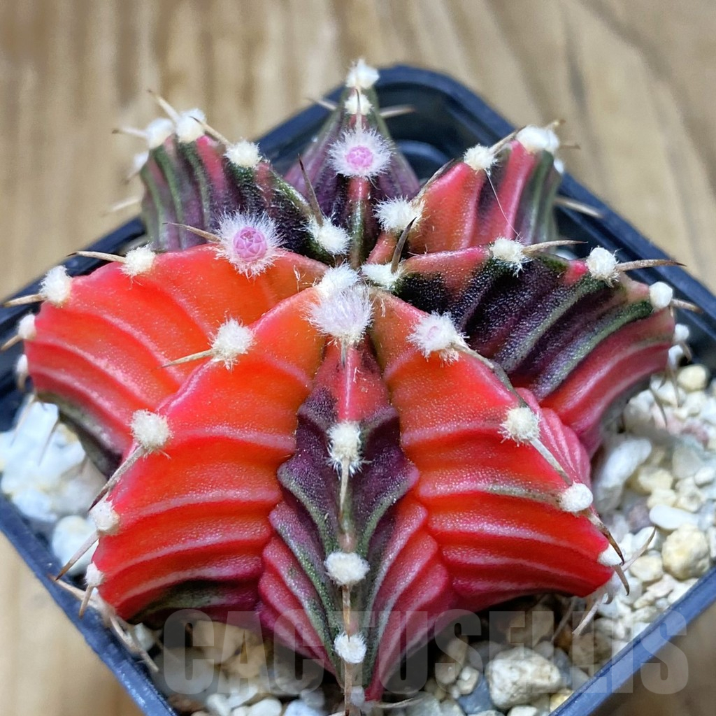 SH1527 Gymnocalycium friedrichii LB f. variegata, seedling - Image 2
