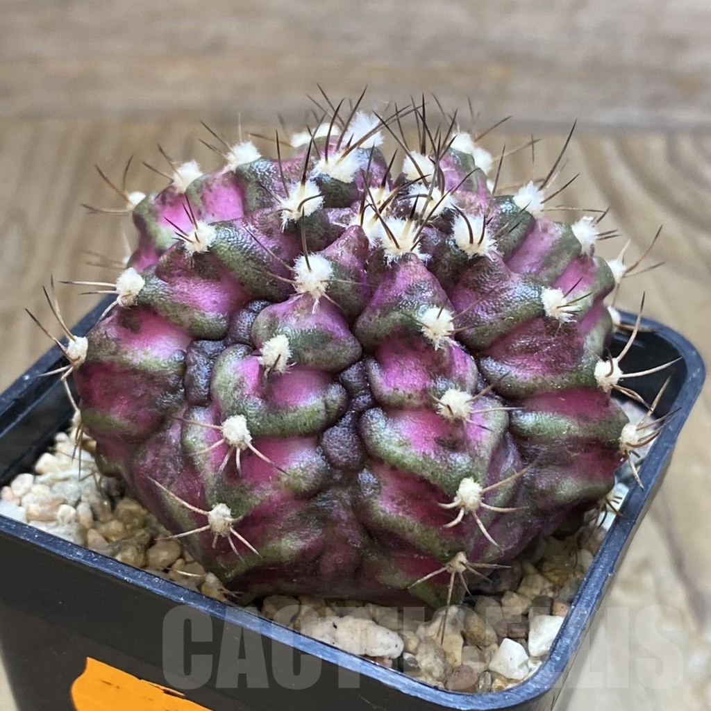 SH1663 Gymnocalycium mihanovichii ‘T-Lux’ - Image 2
