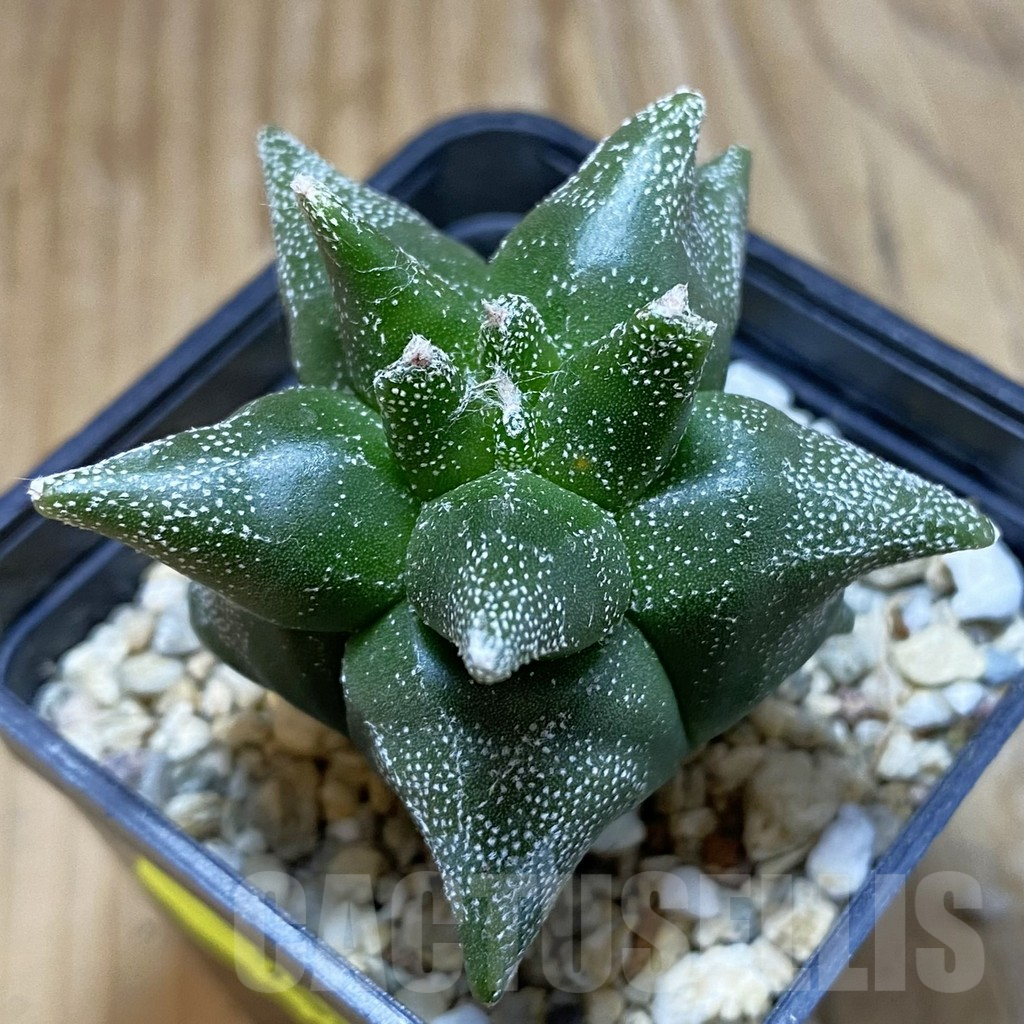 SH2087 Astrophytum myriostigma ‘Kikko’, seedling