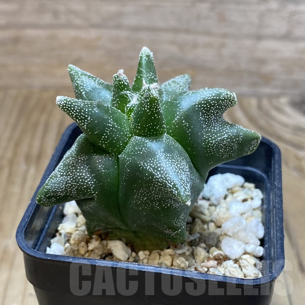 SH2087 Astrophytum myriostigma ‘Kikko’, seedling - Image 2